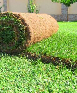 ثيل طبيعي C2000 (عشب - نجيل ) بالمتر المربع